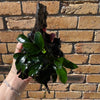 Pisces Enterprises Driftwood Creation Anubias Petite Nana Clump on Mini Driftwood Creation Anubias Coffeefolia on Mini Driftwood - Aquarium Plants