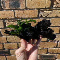 Pisces Enterprises Driftwood Creation Anubias Petite Nana Clump on Mini Driftwood Creation Anubias Coffeefolia on Mini Driftwood - Aquarium Plants