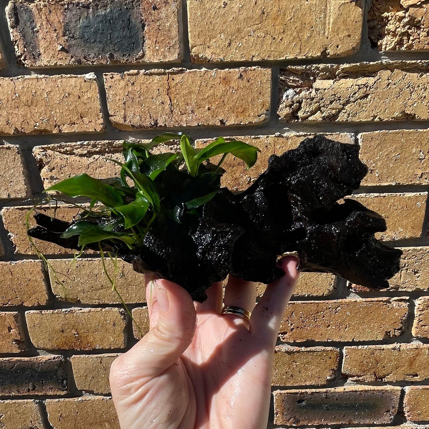 Pisces Enterprises Driftwood Creation Anubias Petite Nana Clump on Mini Driftwood Creation Anubias Coffeefolia on Mini Driftwood - Aquarium Plants