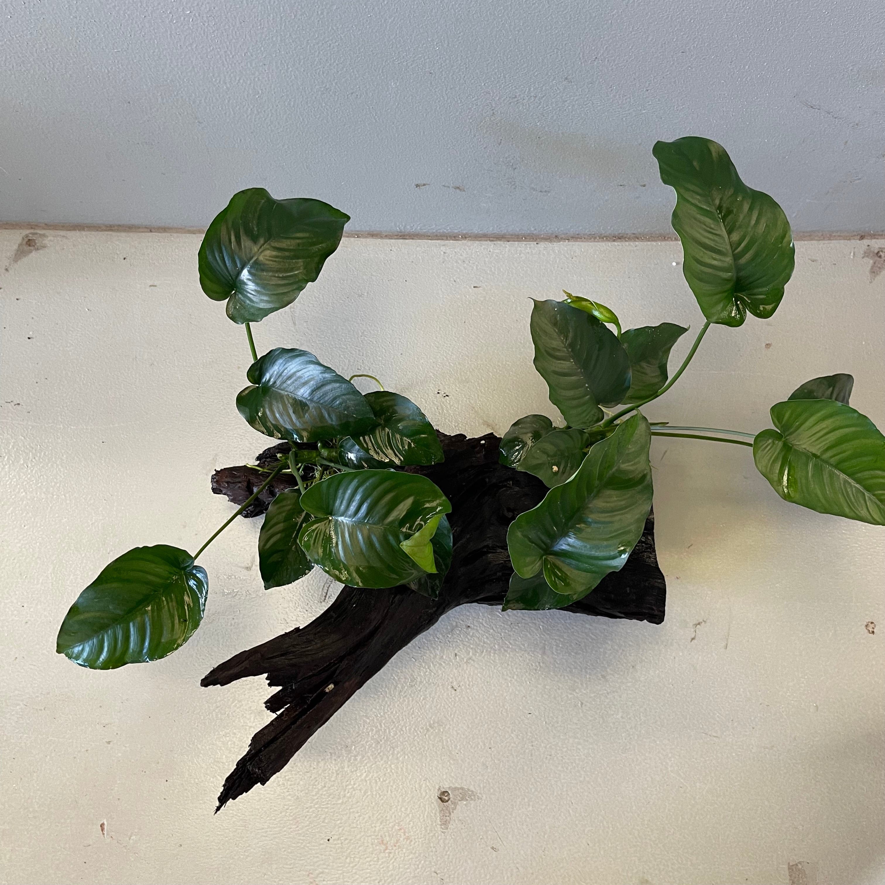 Pisces Enterprises Driftwood Creation Double Anubias Barteri on Extra-Large Driftwood