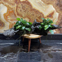 Pisces Enterprises Driftwood Creation Double Anubias 'Nana' on Extra-Large Driftwood Creation