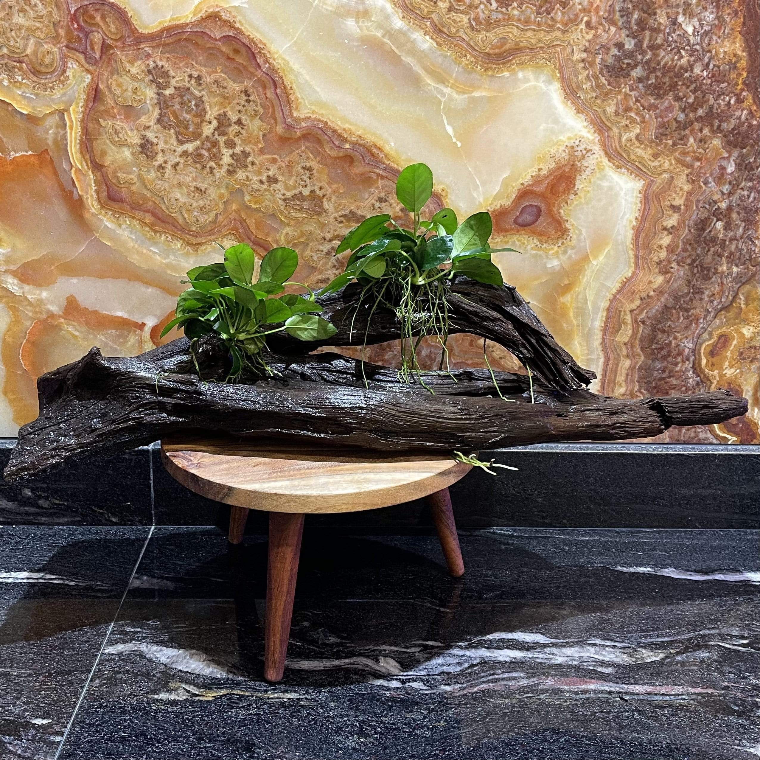 Pisces Enterprises Driftwood Creation Double Anubias 'Nana' on Extra-Large Driftwood Creation