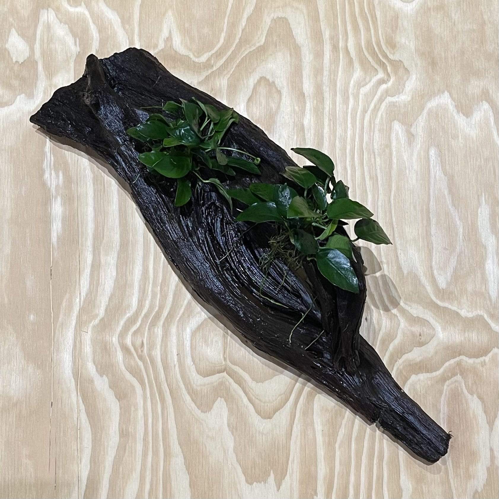 Pisces Enterprises Driftwood Creation Double Anubias 'Nana' on Extra-Large Driftwood Creation