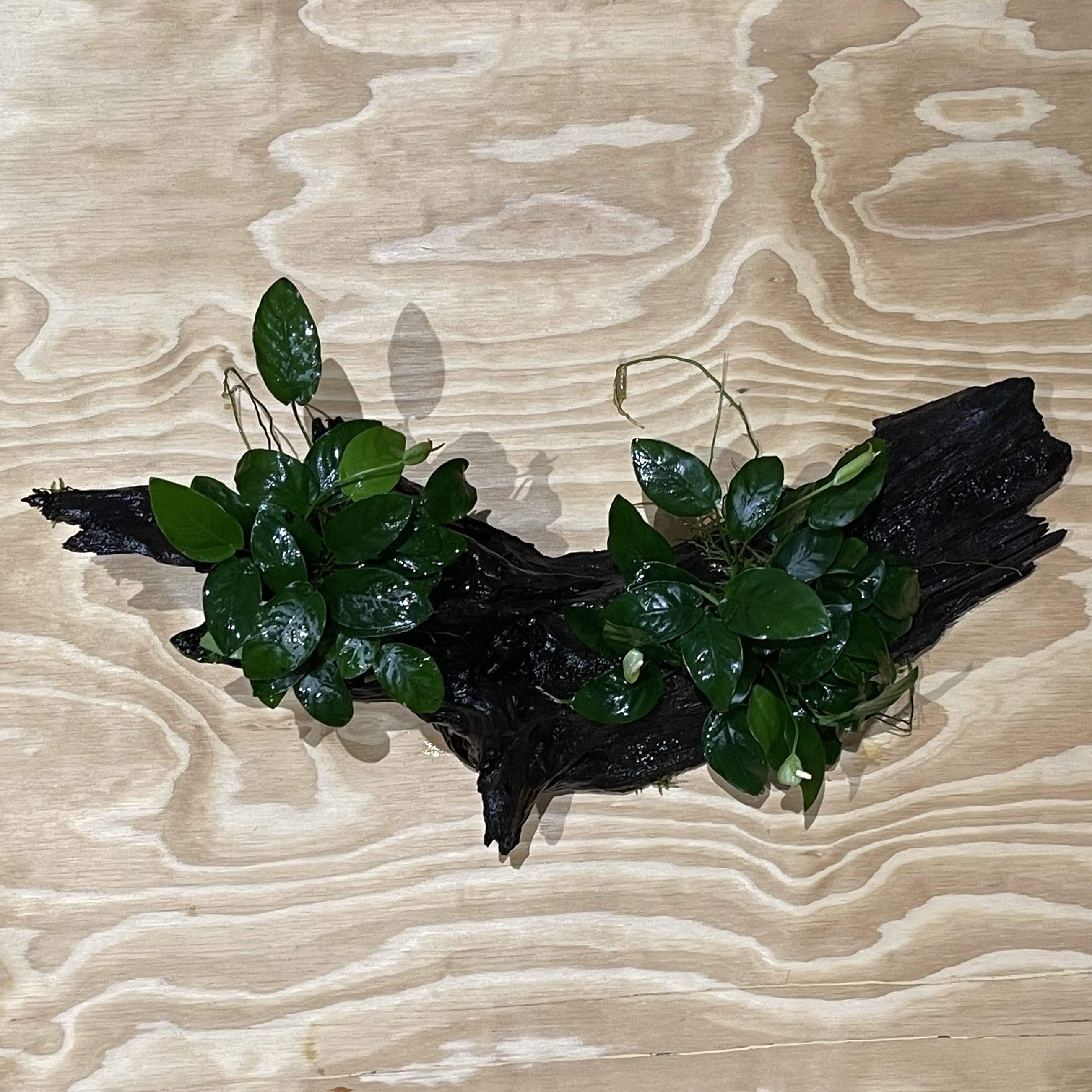 Pisces Enterprises Driftwood Creation Double Anubias 'Nana' on Extra-Large Driftwood Creation