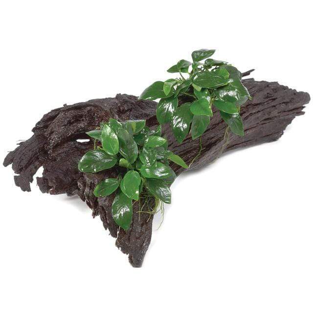 Pisces Enterprises Driftwood Creation Double Anubias 'Nana' on Extra-Large Driftwood Creation