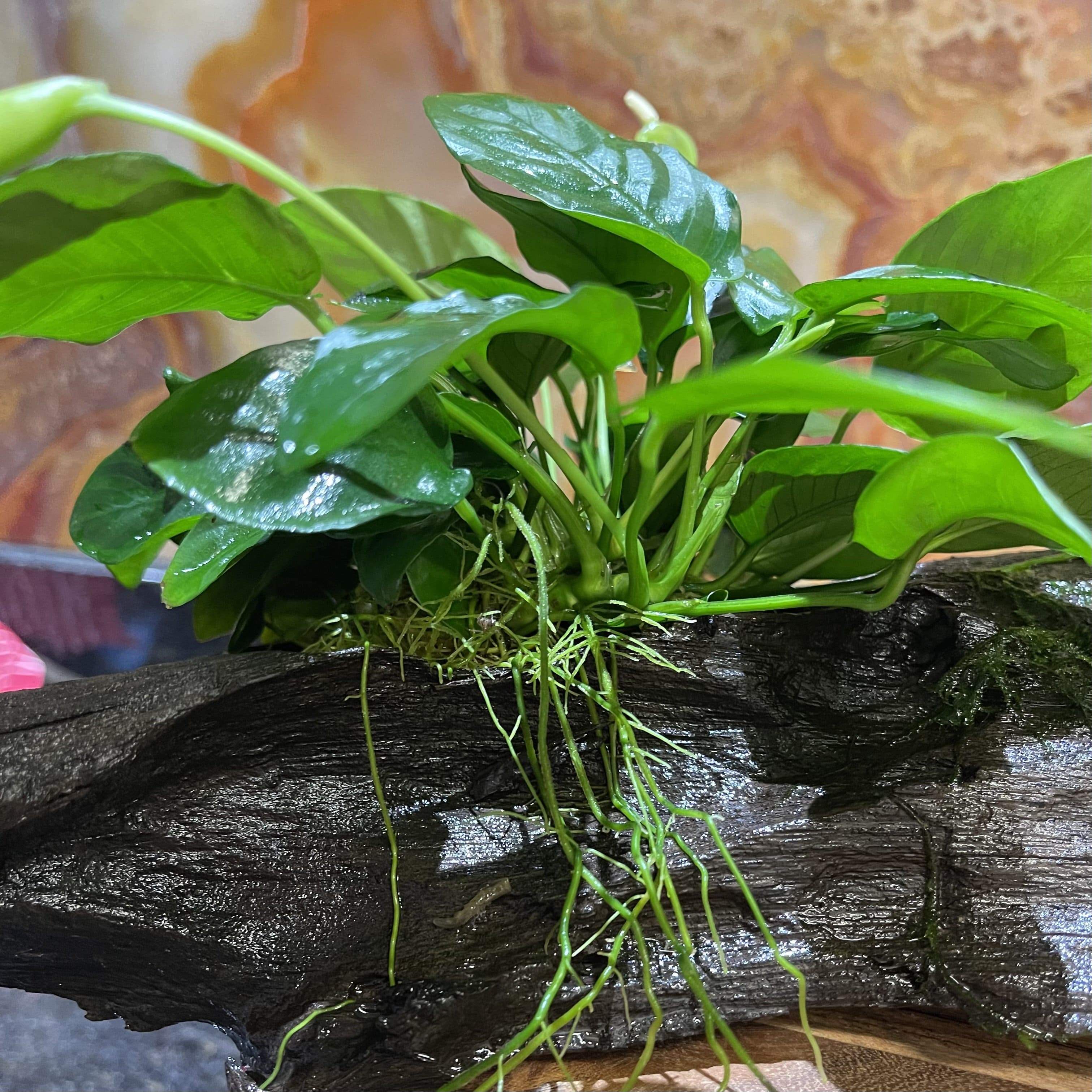 Pisces Enterprises Driftwood Creation Double Anubias 'Nana' on Extra-Large Driftwood Creation