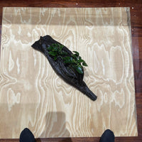 Pisces Enterprises Driftwood Creation Double Anubias 'Nana' on Extra-Large Driftwood Creation