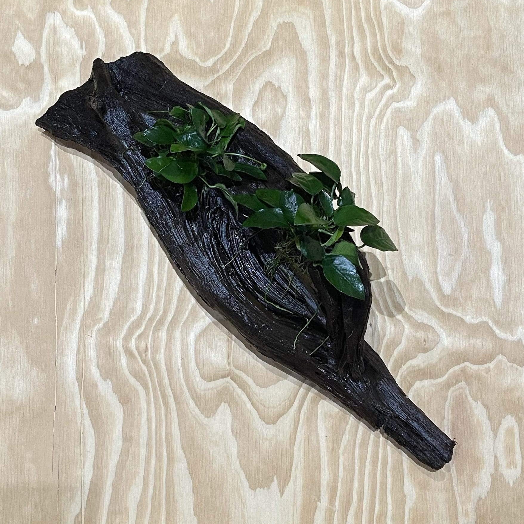 Pisces Enterprises Driftwood Creation Double Anubias 'Nana' on Extra-Large Driftwood Creation