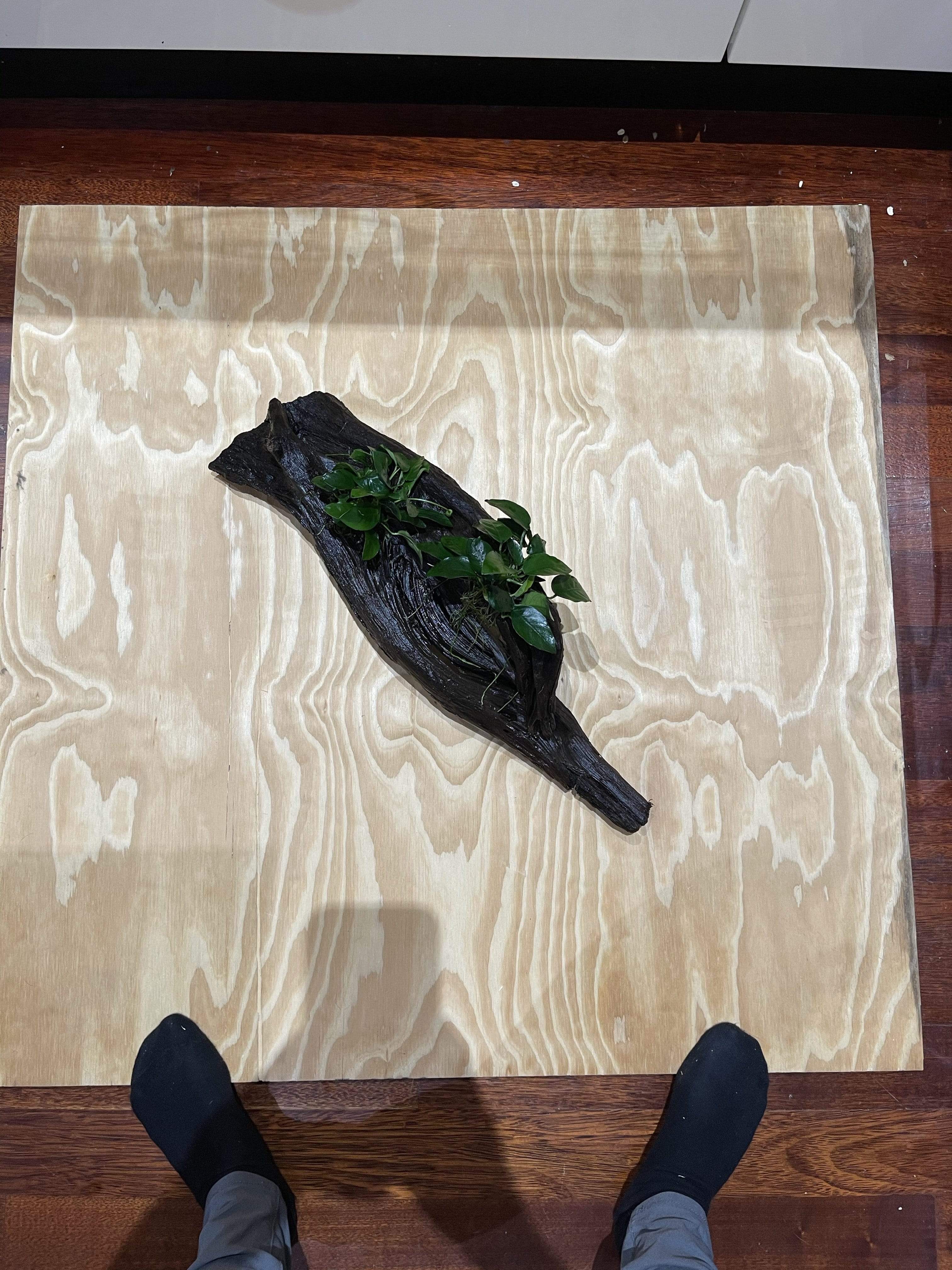 Pisces Enterprises Driftwood Creation Double Anubias 'Nana' on Extra-Large Driftwood Creation