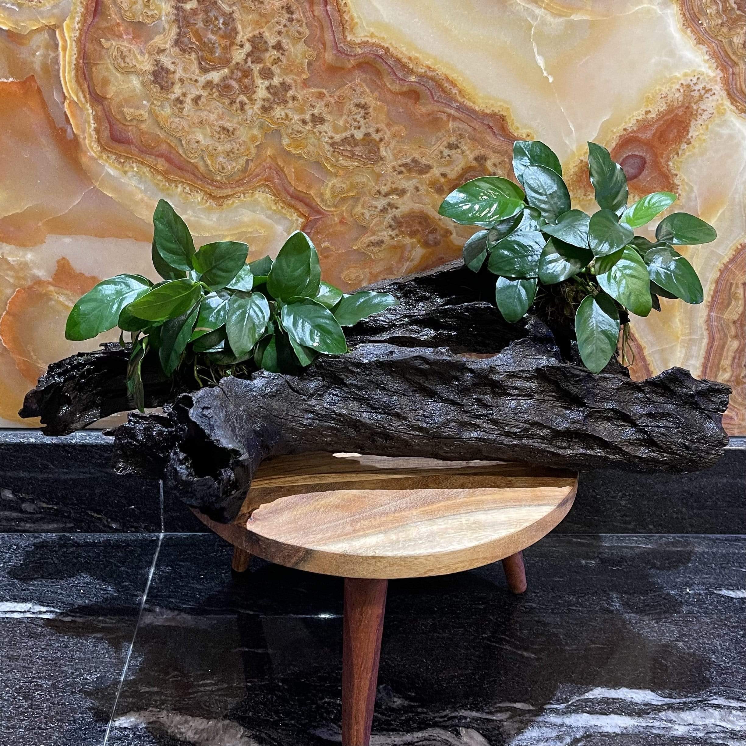 Pisces Enterprises Driftwood Creation Double Anubias 'Nana' on Extra-Large Driftwood Creation