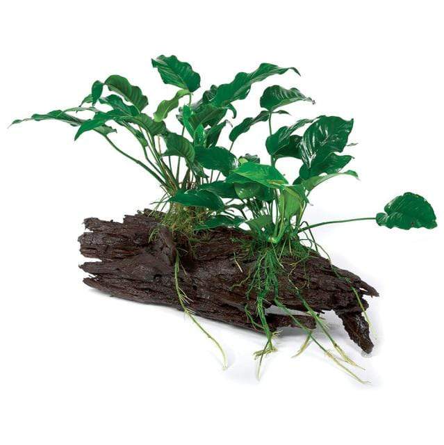 Pisces Enterprises Driftwood Creation Double Anubias on Extra-Large Driftwood Creation - Emerald Heart & Barteri Anubias Emerald Heart & Barteri - Aquarium Plants Australia