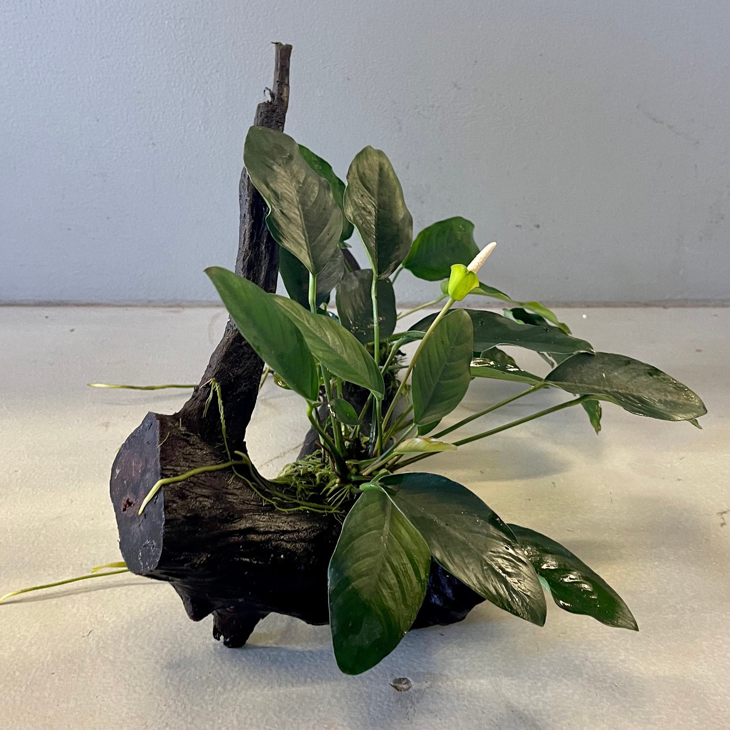 Pisces Enterprises Driftwood Creation Double Assorted Anubias on Extra-Large Driftwood