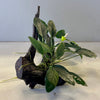 Load image into Gallery viewer, Pisces Enterprises Driftwood Creation Double Assorted Anubias on Extra-Large Driftwood