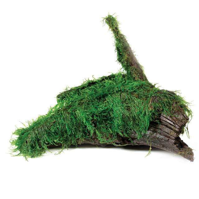 Pisces Enterprises Driftwood Creation Fontinalis Log - Large (Java Moss)