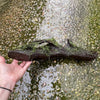 Pisces Enterprises Driftwood Creation Fontinalis Log - Large (Java Moss)