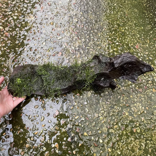 Pisces Enterprises Driftwood Creation Fontinalis Log - Large (Java Moss)