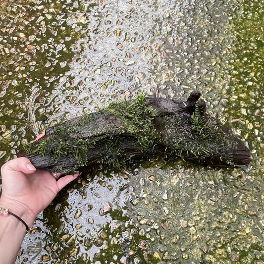 Pisces Enterprises Driftwood Creation Fontinalis Log - Large (Java Moss)