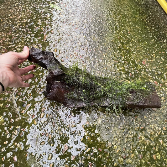 Pisces Enterprises Driftwood Creation Fontinalis Log - Large (Java Moss)
