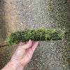 Pisces Enterprises Driftwood Creation Fontinalis Log - Medium (Java Moss)