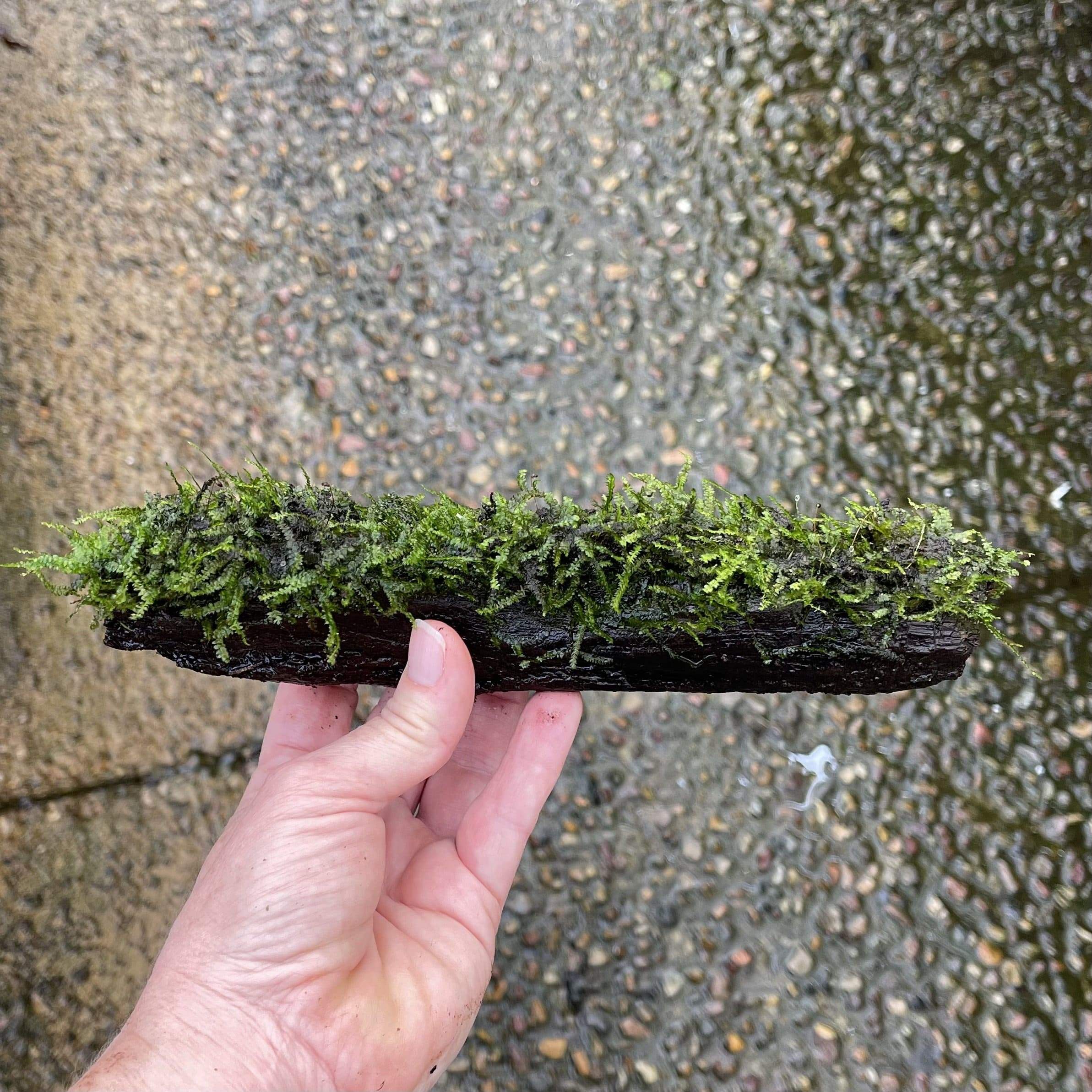 Pisces Enterprises Driftwood Creation Fontinalis Log - Medium (Java Moss)