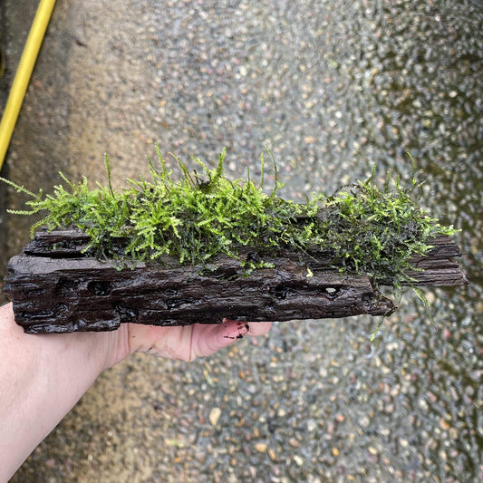 Pisces Enterprises Driftwood Creation Fontinalis Log - Medium (Java Moss)