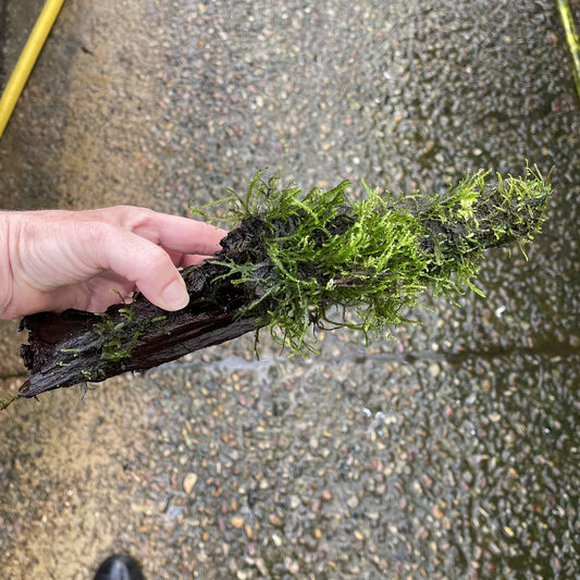 Pisces Enterprises Driftwood Creation Fontinalis Log - Medium (Java Moss)