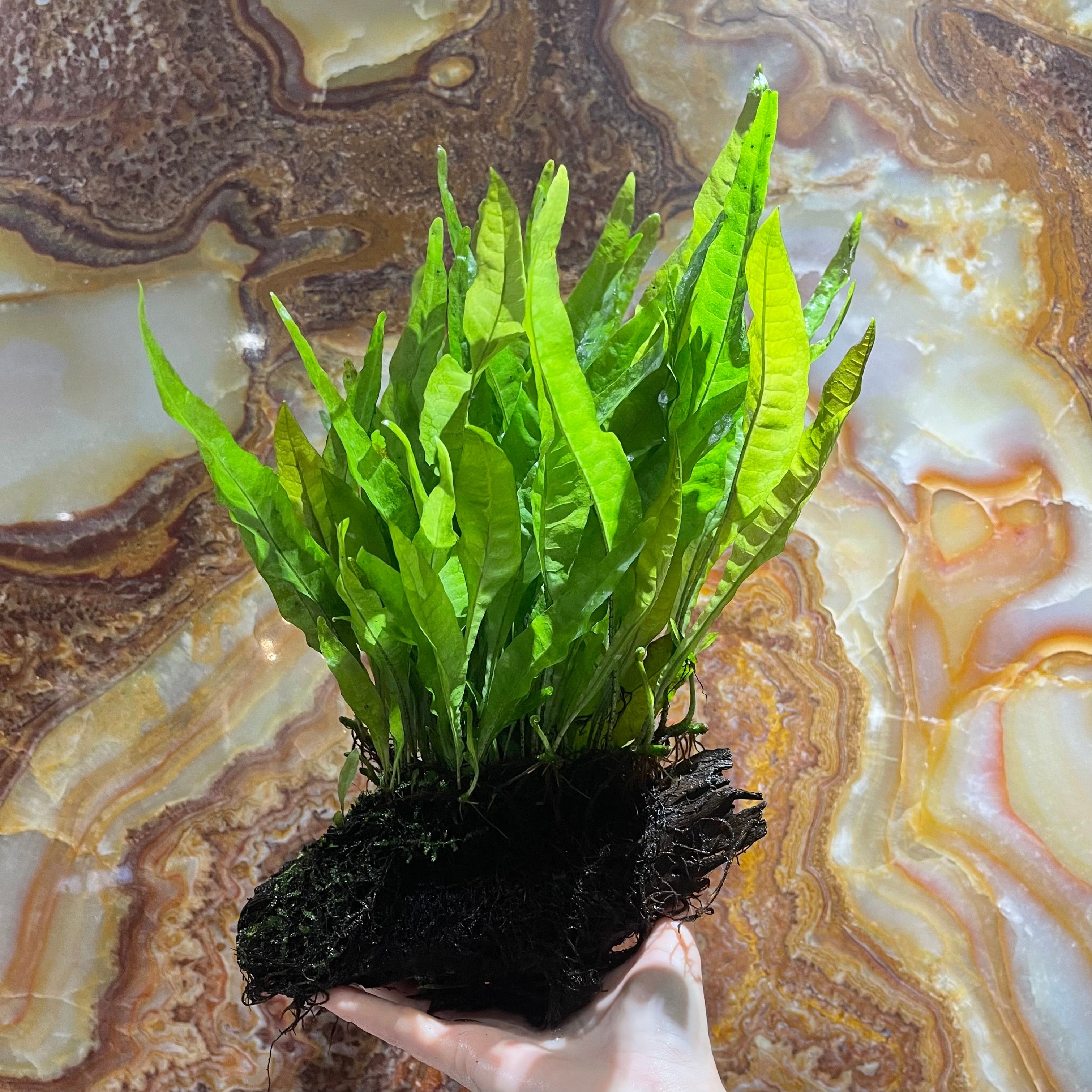 Pisces Enterprises Driftwood Creation Microsorum Driftwood Creation - Large (Java Fern)