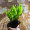 Load image into Gallery viewer, Pisces Enterprises Driftwood Creation Microsorum Driftwood Creation - Large (Java Fern)