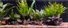 Load image into Gallery viewer, Pisces Enterprises Driftwood Creation Microsorum Driftwood Creation - Large (Java Fern)