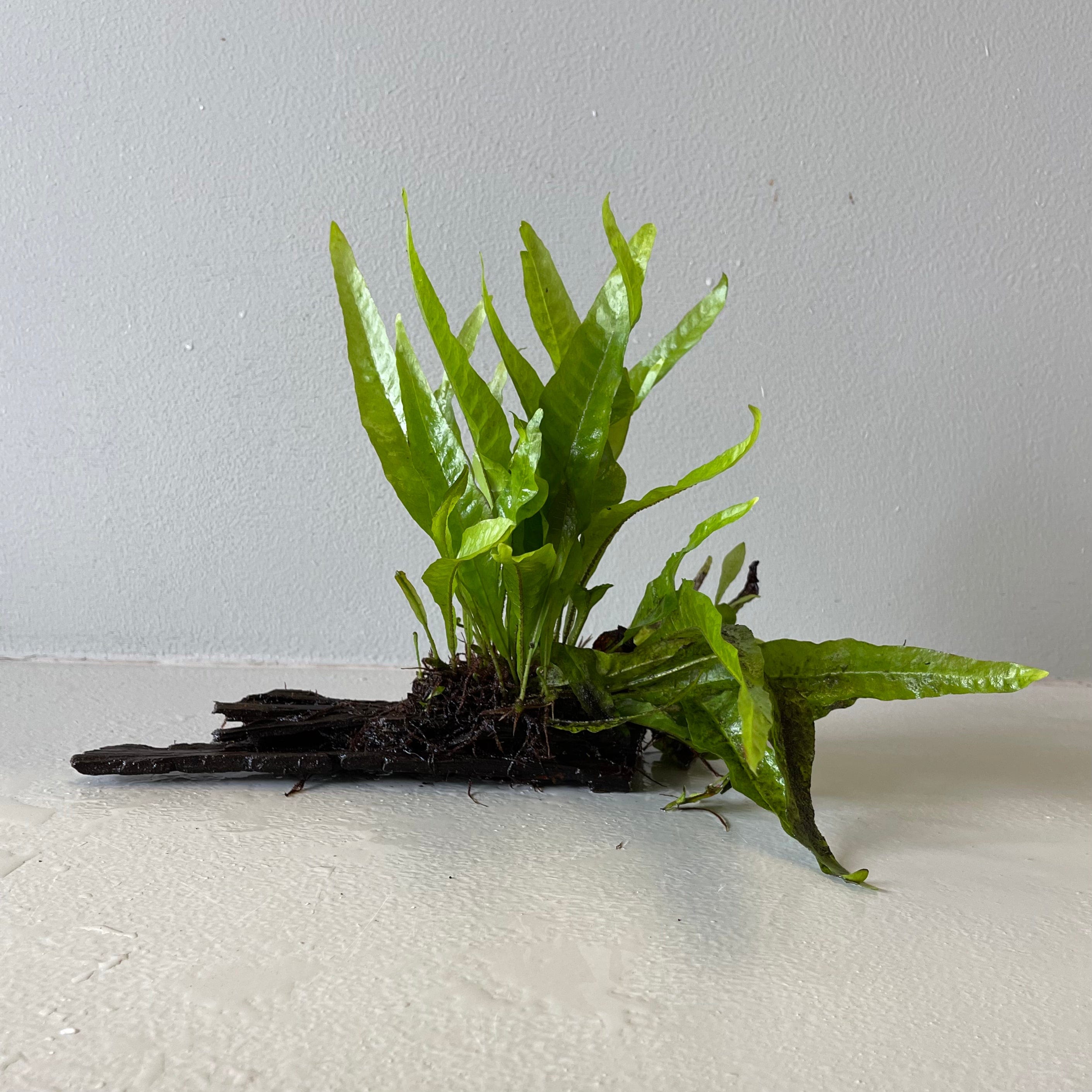 Pisces Enterprises Driftwood Creation Microsorum Driftwood Creation - Medium (Java Fern)