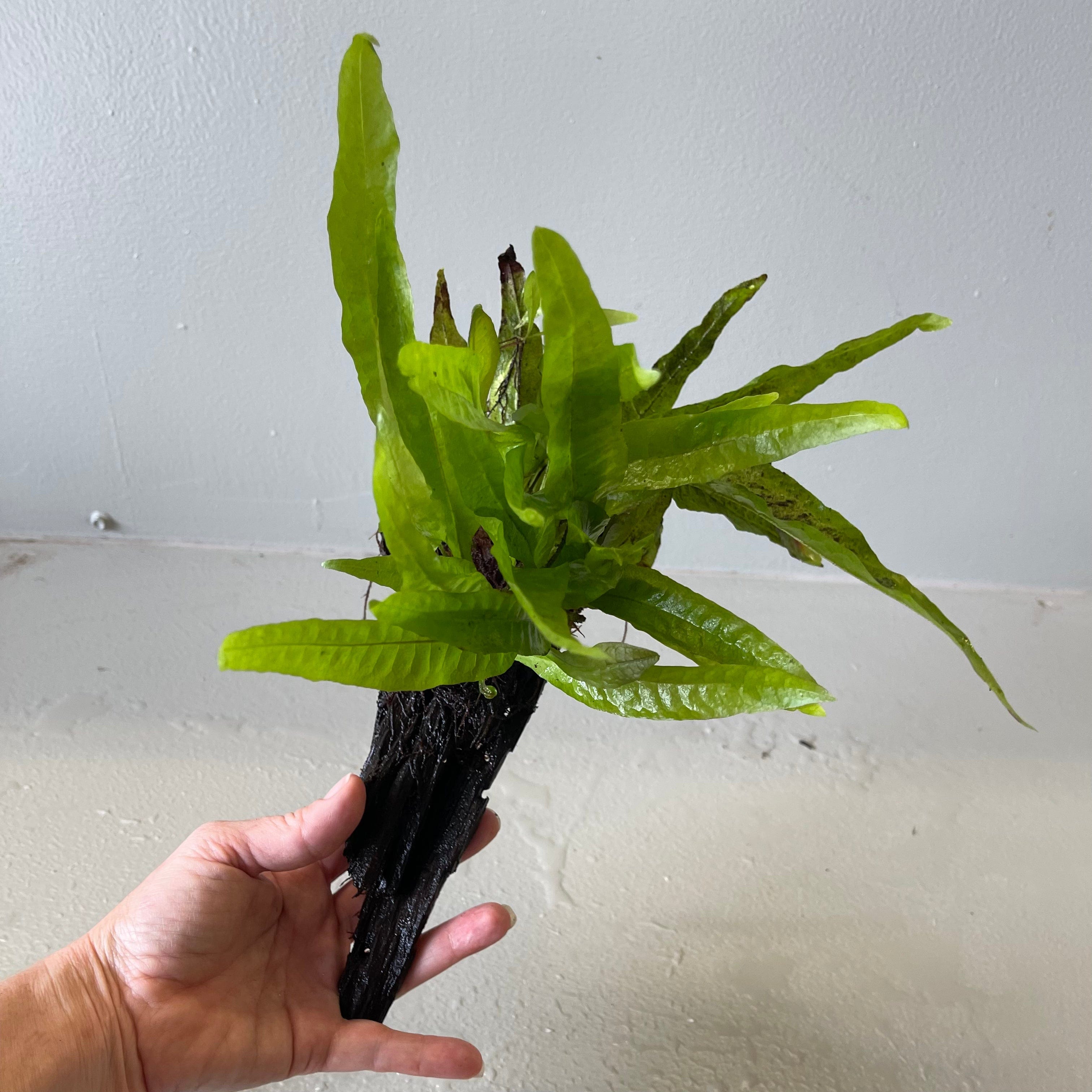 Pisces Enterprises Driftwood Creation Microsorum Driftwood Creation - Medium (Java Fern)