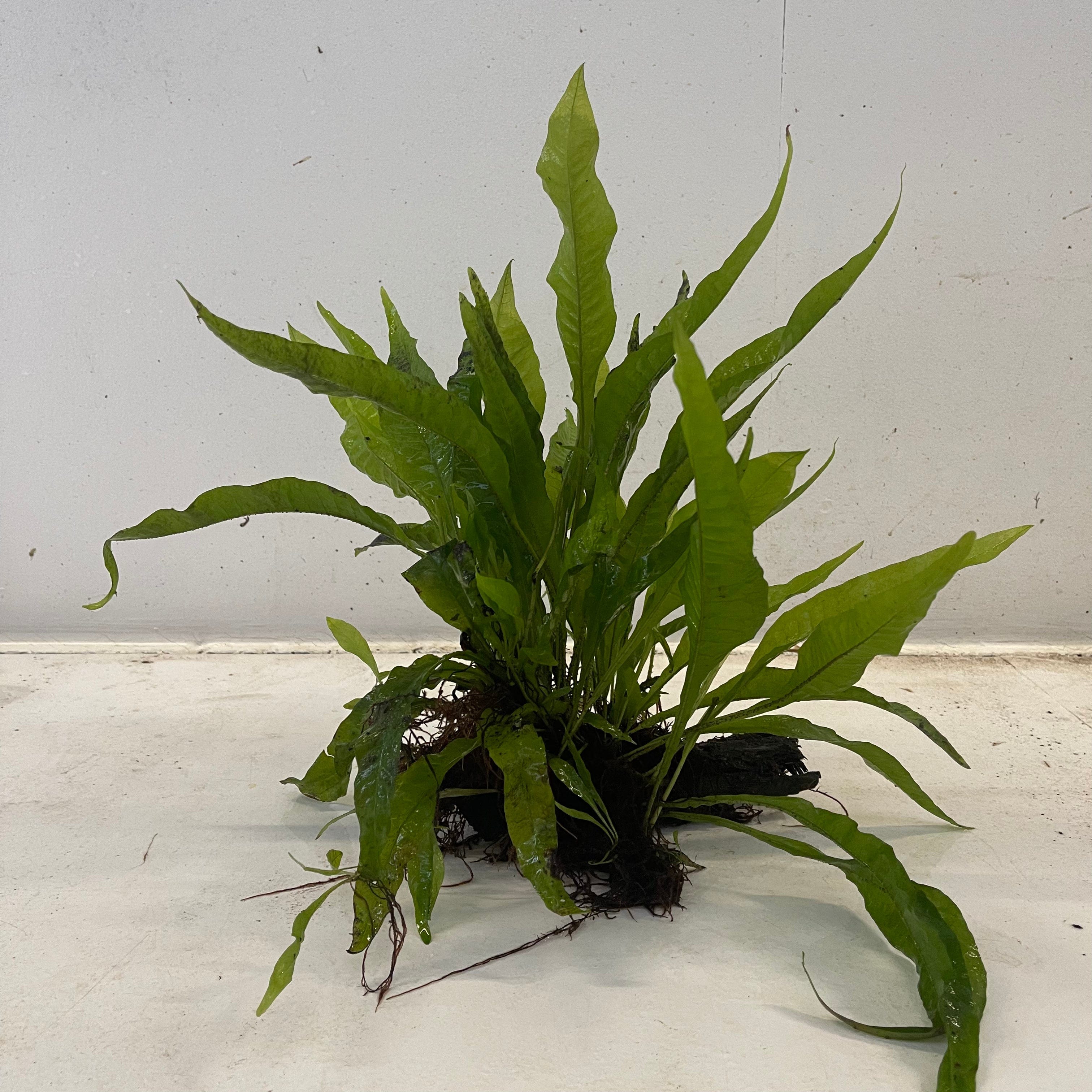 Pisces Enterprises Driftwood Creation Microsorum Driftwood Creation - Medium (Java Fern)