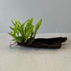 Load image into Gallery viewer, Pisces Enterprises Driftwood Creation Microsorum Driftwood Creation - Mini (Java Fern)