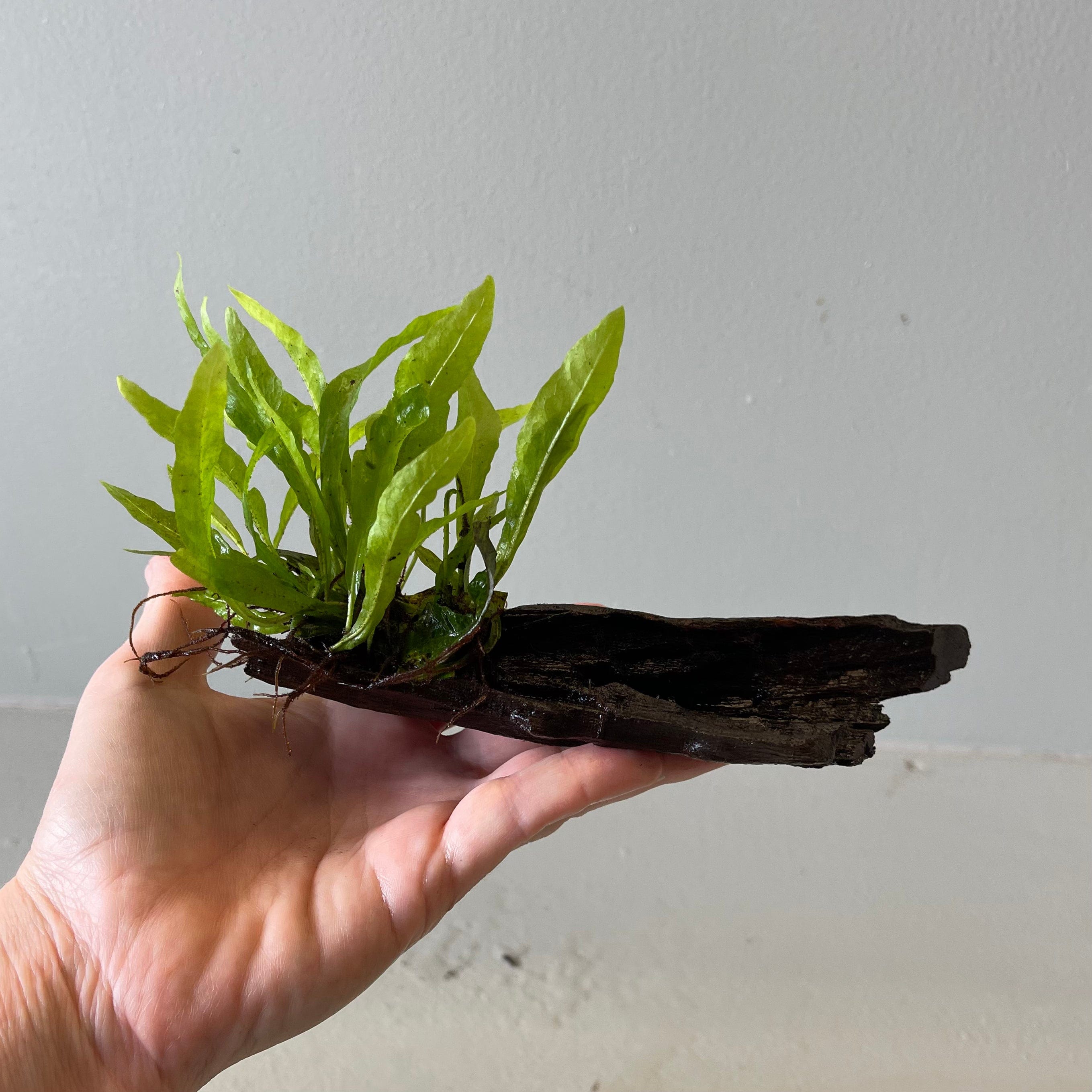 Pisces Enterprises Driftwood Creation Microsorum Driftwood Creation - Mini (Java Fern)