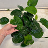 Pisces Enterprises Mother Plant Anubias Barteri Mother Plant - Extra-special, Advanced Plant Anubias Mother Plants - Aquarium Plants Australia