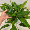 Load image into Gallery viewer, Pisces Enterprises Mother Plant Anubias Hybrid Mother Plant - Extra-special, Advanced Plant Anubias Mother Plants - Aquarium Plants Australia