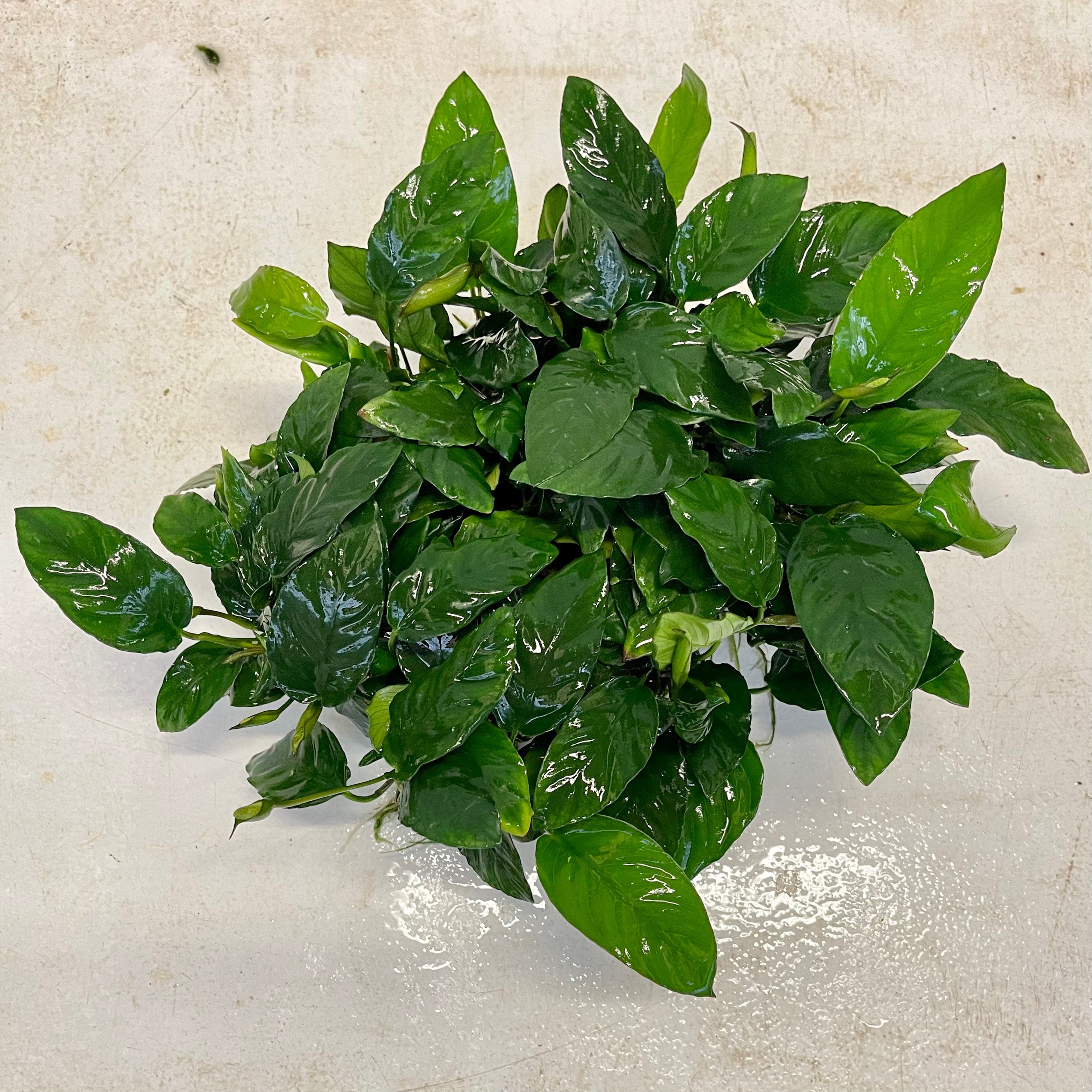 Pisces Enterprises Mother Plant Anubias Paco Mother Plant - Extra-special, Advanced Plant Anubias Mother Plants - Aquarium Plants Australia