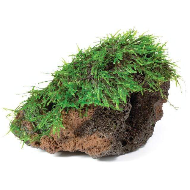 Pisces Enterprises Rock Creation Fontinalis Rock Lava Creation (Java Moss)