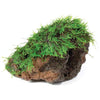 Load image into Gallery viewer, Pisces Enterprises Rock Creation Fontinalis Rock Lava Creation (Java Moss)