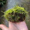 Pisces Enterprises Rock Creation Fontinalis Rock Lava Creation (Java Moss)