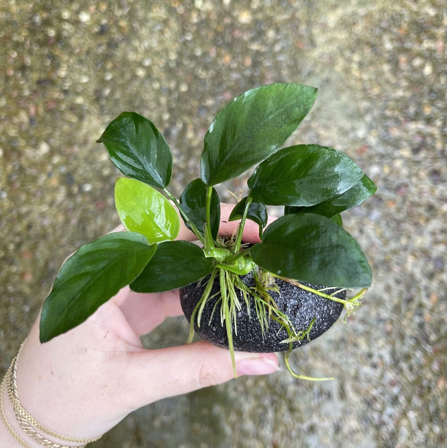 Pisces Enterprises Rock Creation Small Boulder Rock Creation with Anubias