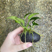 Pisces Enterprises Rock Creation Small Boulder Rock Creation with Anubias
