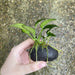 Pisces Enterprises Rock Creation Small Boulder Rock Creation with Anubias