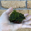 Pisces Enterprises Rock Creation Small Fontinalis Lava Rock (Java Moss)