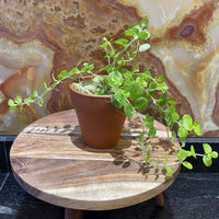 Pisces Enterprises Tank Topper Gold Pennywort Aquaponic Pot - Tank Topper
