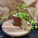 Pisces Enterprises Tank Topper Gold Pennywort Aquaponic Pot - Tank Topper