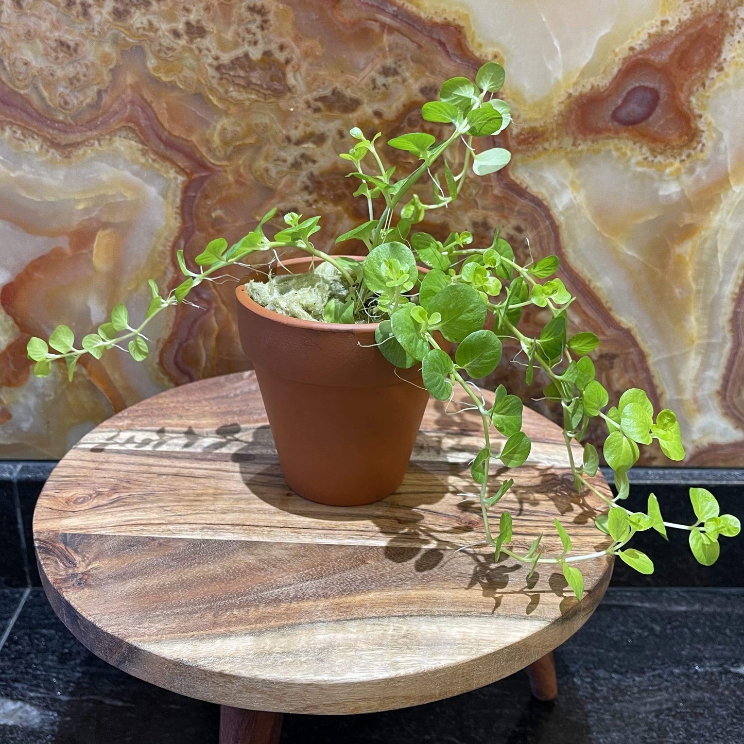 Pisces Enterprises Tank Topper Gold Pennywort Aquaponic Pot - Tank Topper