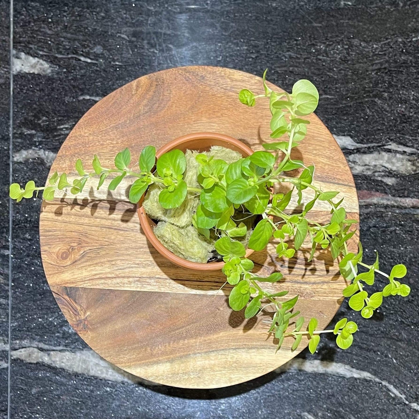 Pisces Enterprises Tank Topper Gold Pennywort Aquaponic Pot - Tank Topper