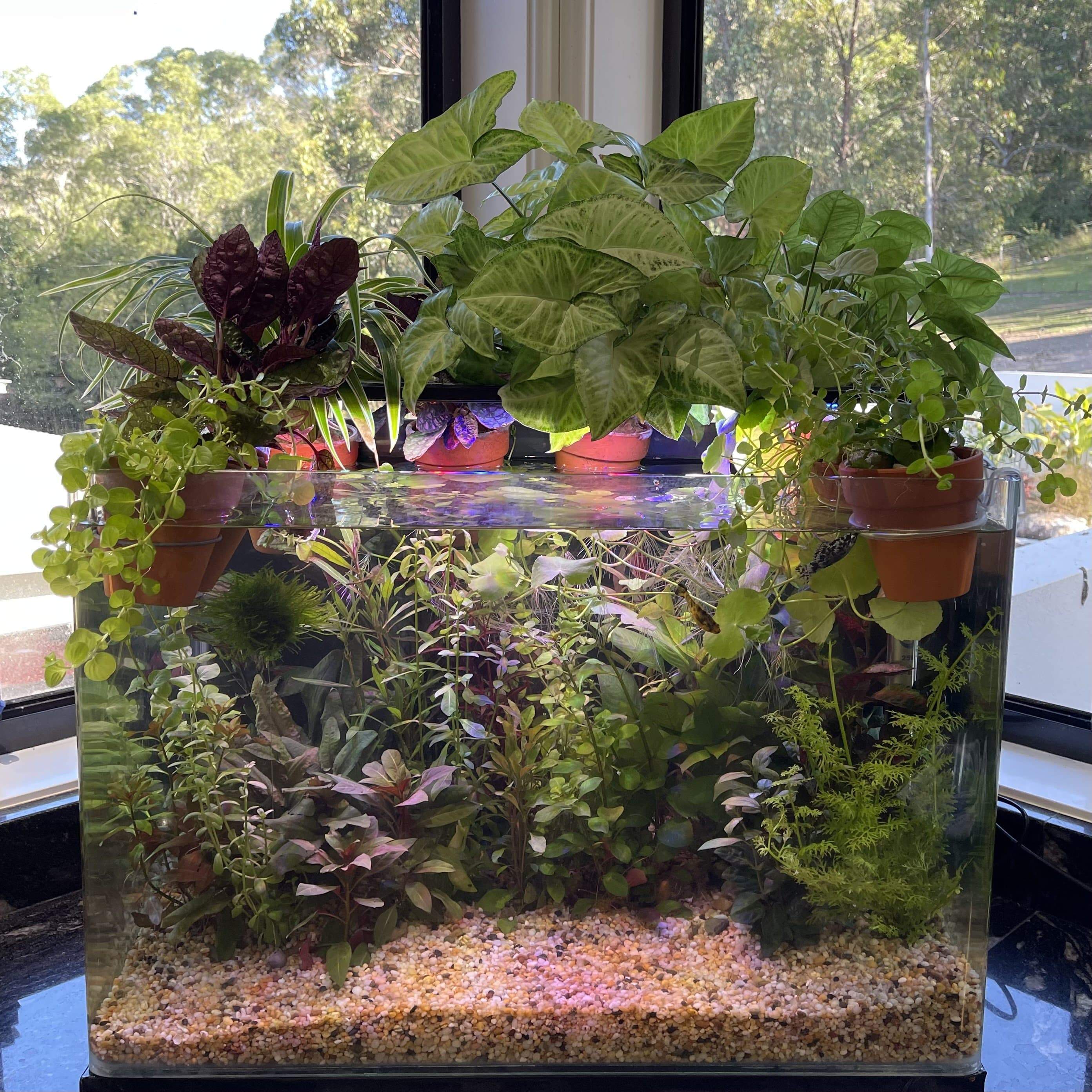 small pots for aquarium plants Green Pennywort Aquaponic Pot