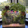 Load image into Gallery viewer, Pisces Enterprises Tank Topper Green Pennywort Aquaponic Pot - Tank Topper